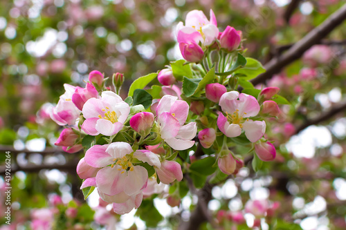 flowering tree spring apple cherry sakura buds