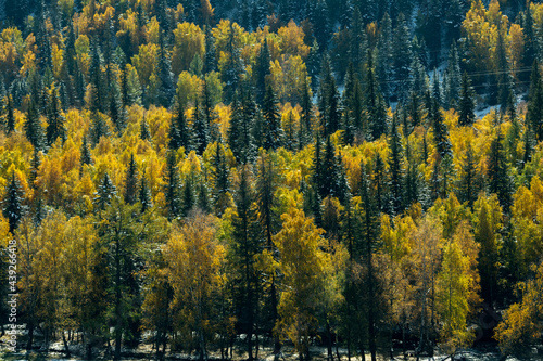 View of the autumn bright yellow forest in the Altai Republic, Russia.