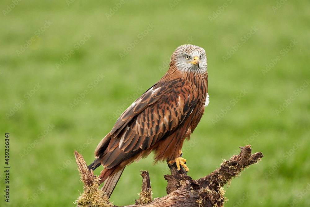Red kite, bird of prey portrait. The bird sits on a stump, looks straight into the camera Red kite, bird of prey portrait. The bird sits on a stump, looks straight into the camera