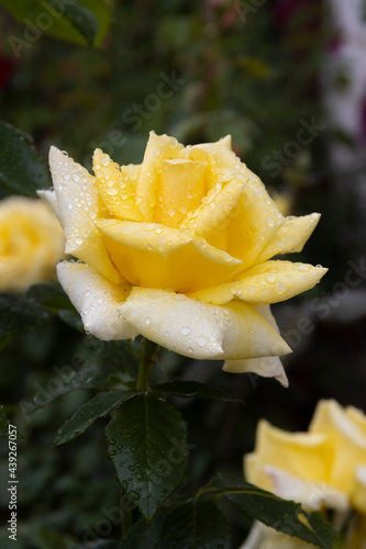 Fototapeta Naklejka Na Ścianę i Meble -  Yellow rose with water droplets on petals