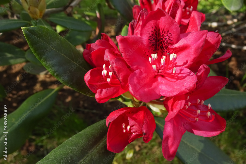 Close up of blooming rhododendron bush on green grass background. Pink or red flowers with green leaves background on the back. Sunny summer or spring day. Close up of blooming rhododendron bush on green grass background. Pink or red flowers with green leaves background on the back. Sunny summer or spring day.