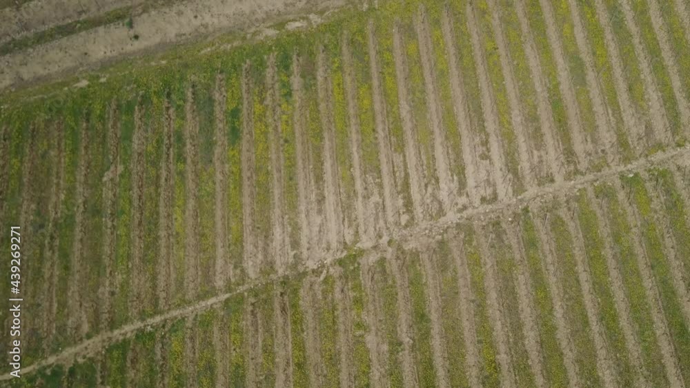 Aerial pan down, French vineyard in spring start to be green, seasonal agriculture Aerial pan down, French vineyard in spring start to be green, seasonal agriculture