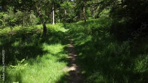 Wallpaper Mural A drone flies forward along a forest pathway through mature lush green trees and undergrowth in Warwickshire, England. Torontodigital.ca