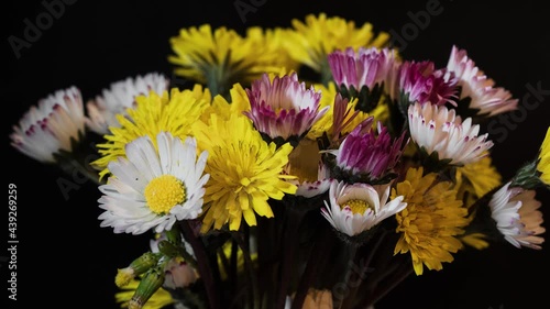 Macro timelapse, Hieracium and Daisy motion, wild flower open up in a vase in the morning photo