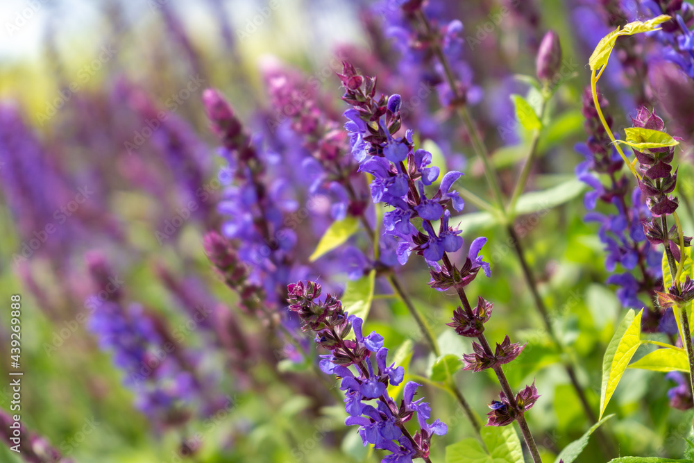 Sage oak flower close-up. Summer floral background. Medicinal plant in a flower bed. Gardening Sage oak flower close-up. Summer floral background. Medicinal plant in a flower bed. Gardening