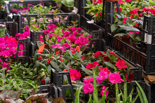 Photography Ornamental plants for sale on the counter.