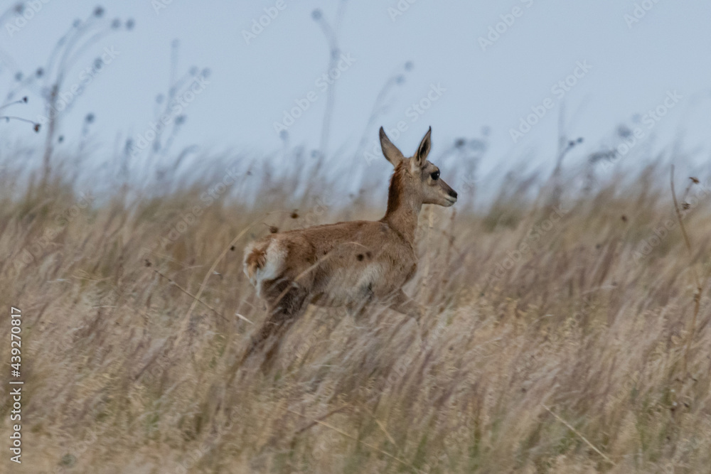Pronghorn in the field of Antelope Island SP, Utah Pronghorn in the field of Antelope Island SP, Utah