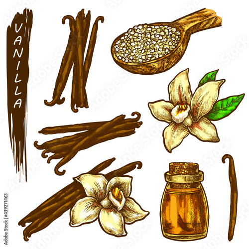 Vanilla sketch elements. Hand drawn vanilla flower, dried beans, aroma oil bottle, spice powder. Herbal condiment or flavoring, cooking ingredient. Vector aromatic herb or culinary spice seasoning.