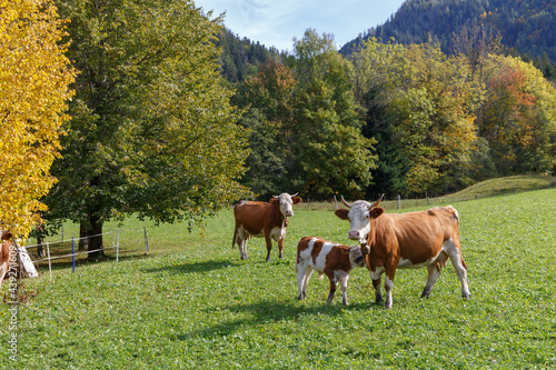 Beautiful swiss cows. Alpine meadows with fresh green grass and clorful trees. Mountain autumn landscape