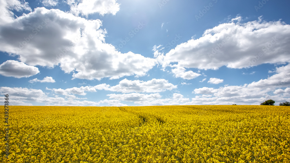 Beautiful landscape with yellow blossom field of conola flowers and blue summer sky with clouds. Wonderful agriculture landscape background. Rich harvest concept. Rural scenery. natural energy product