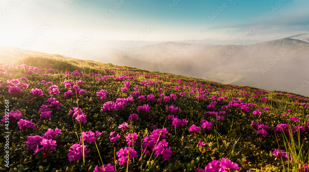 Wonderful morning alpine scenery. Stunning spring landscape. Vivid atmospheric nature scenery. Nice mountains and rhododendron flowers under sunlight. Beautiful nature background. Picture of wild area