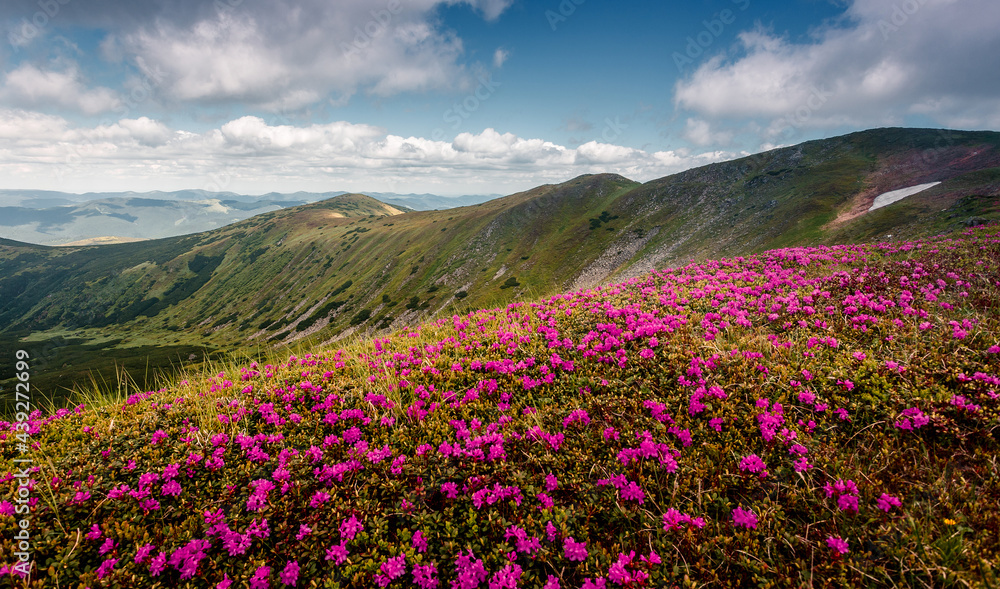 Wonderful sunny nature landscape. View on mountain valley with blossoming pink phododendron flowers. Spring scenery. Carpathian mountains. Ukraine