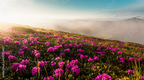 Wonderful morning alpine scenery. Stunning spring landscape. Vivid atmospheric nature scenery. Nice mountains and rhododendron flowers under sunlight. Beautiful nature background. Picture of wild area