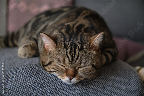 british shorthair marble colored cat sleeps close up © borispain69