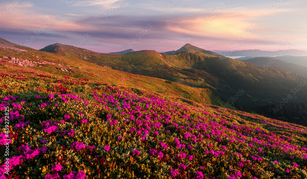 Awesome Mountain landscape during sunset. Pink rhododendron flowers on under sunlight. Amazing nature scenery. Stunning natural landscape background. Travel adventure and freedom concept.