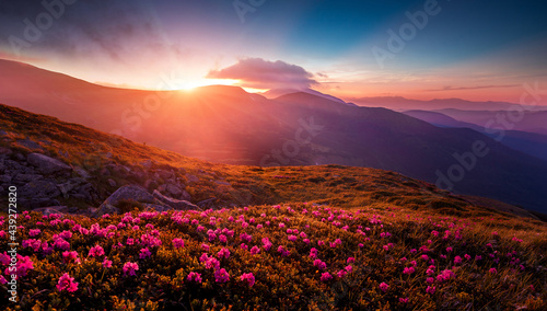 Fantastic coloful summer sunset with rhododendron flowers. Awesome alpine highlands with blossoming rhododendron flowers with dramatic sky..Vibrant nature background. scenic photo of wild nature. photo