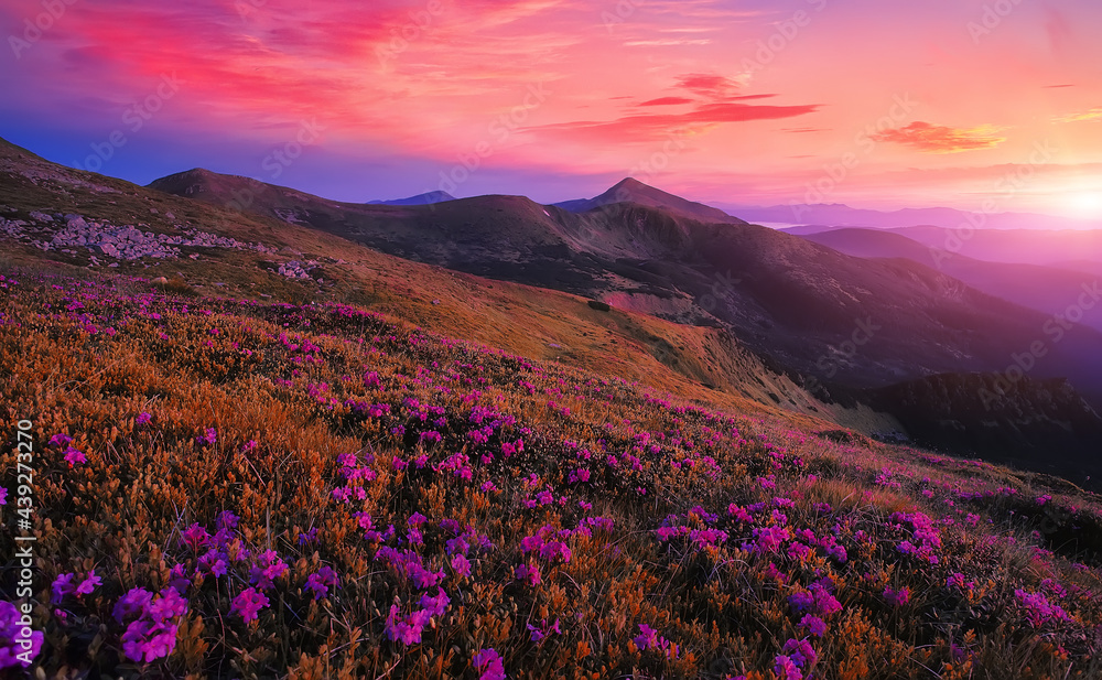 Fototapeta Fantastic coloful summer sunset with rhododendron flowers. Awesome alpine highlands with blossoming rhododendron flowers with dramatic sky..Vibrant nature background. scenic photo of wild nature.