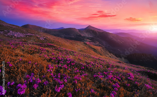 Fantastic coloful summer sunset with rhododendron flowers. Awesome alpine highlands with blossoming rhododendron flowers with dramatic sky..Vibrant nature background. scenic photo of wild nature.