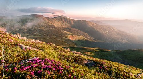 Fototapeta Naklejka Na Ścianę i Meble -  Amazing spring Scenery with Phododendron flowers on foreground. Stunning picturesque vivid landscape over the Mountain valley during sunrise. Carpathian mountains. Ukraine. Popular photography place