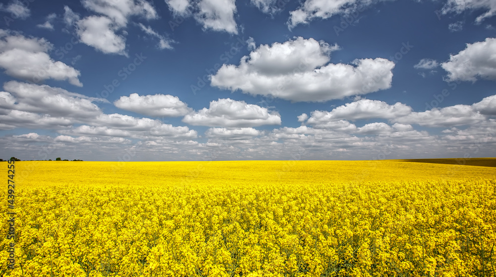Yellow field rapeseed in bloom. Flowering canola with beautiful clouds on sky. Concept of farming for green energy and oil industry. agricultural and rich harvest concept. rural nature scenery