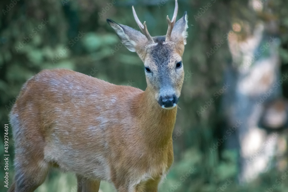 young deer in portrait in front of blurred background young deer in portrait in front of blurred background