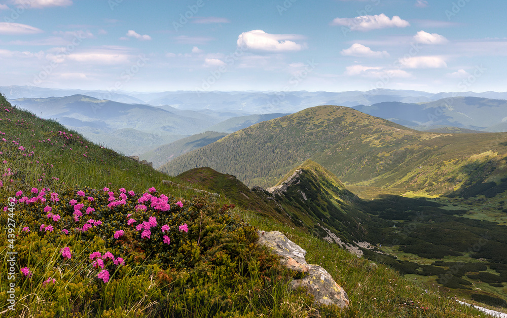 Wonderful sunny nature landscape. View on mountain valley with blossoming pink phododendron flowers. Spring scenery. Carpathian mountains. Ukraine Wonderful sunny nature landscape. View on mountain valley with blossoming pink phododendron flowers. Spring scenery. Carpathian mountains. Ukraine