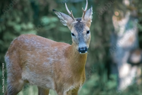 young deer in portrait in front of blurred background