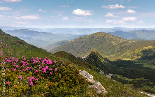 Wonderful sunny nature landscape. View on mountain valley with blossoming pink phododendron flowers. Spring scenery. Carpathian mountains. Ukraine © jenyateua