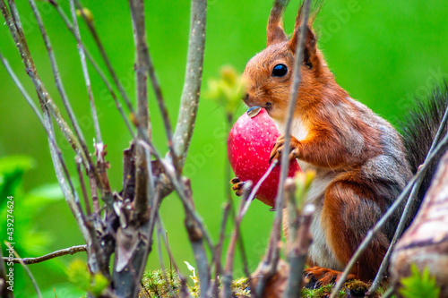 European squirrel (Sciurus vulgaris) in the garden, eating an apple photo