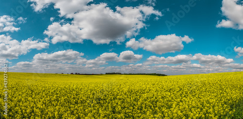Yellow field of blooming raps flowers. Flowering rapeseed with beautiful clouds on sky. Concept of plant for green energy and oil industry. agricultural and rich harvest concept. rural nature scenery