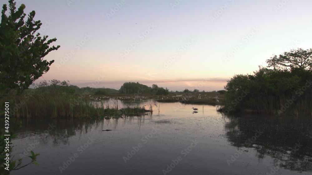 dawn at big cypress preserve landscape with alligator and great blue heron catching fish with birds in background dawn at big cypress preserve landscape with alligator and great blue heron catching fish with birds in background