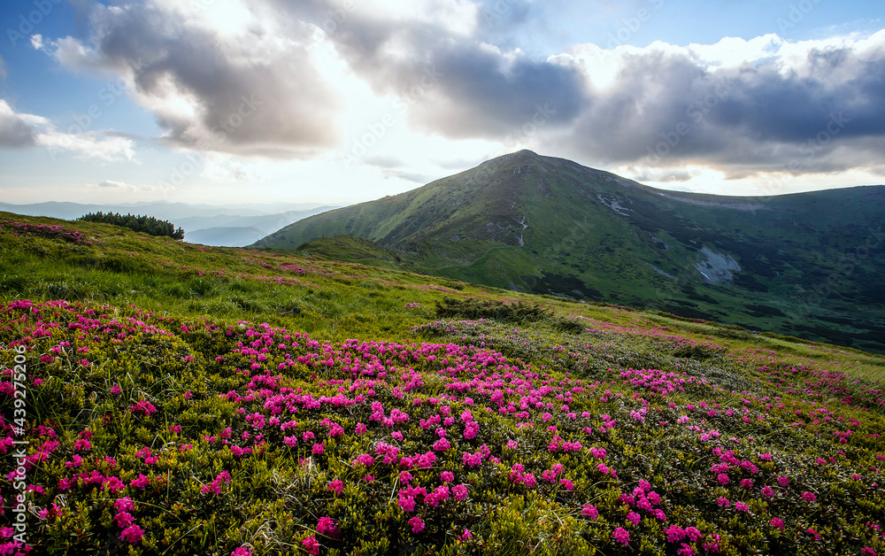 Amazing spring Scenery with Phododendron flowers on foreground. Stunning picturesque vivid landscape over the Mountain valley during sunrise. Carpathian mountains. Ukraine. Popular photography place