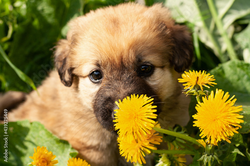 puppy with yellow flower