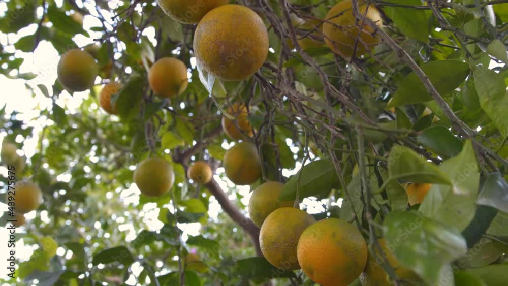 Home-grown oranges are almost ripe in the tree. Delicious harvest, eco-friendly, with no pesticides. Permaculture, self-sustaining ecosystems Home-grown oranges are almost ripe in the tree. Delicious harvest, eco-friendly, with no pesticides. Permaculture, self-sustaining ecosystems