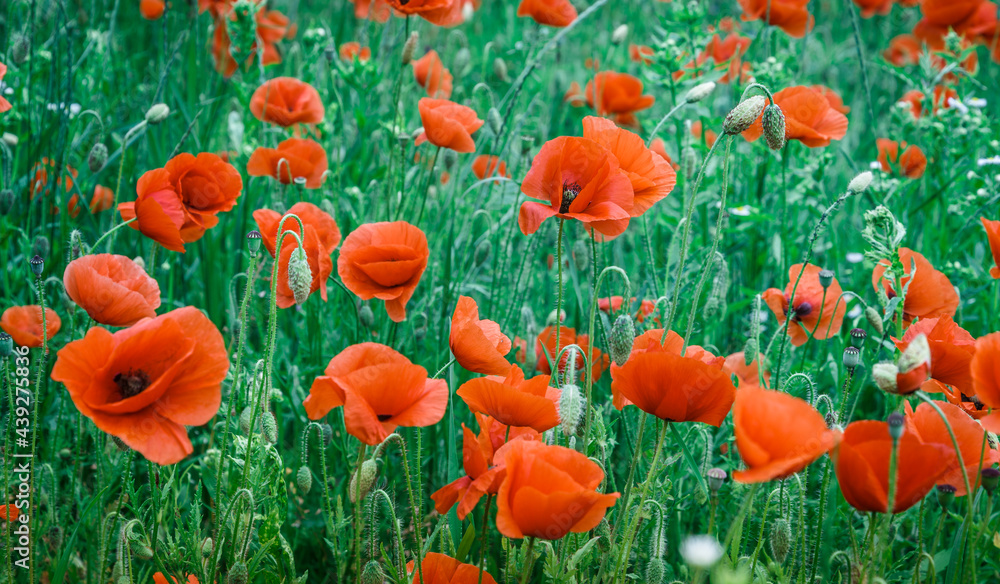 Obraz premium Flowers Red poppies blossom on wild field. Beautiful field red poppies with selective focus. Red poppies under of sunlight. Opium poppy. Natural drugs. Glade of red poppies.Soft focus.