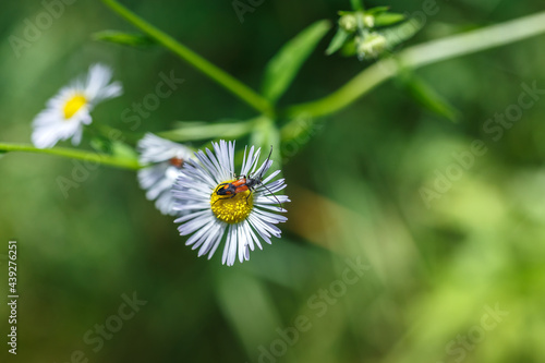 Amazing nature scene closeup. Beetle on a camomile flower on a blurred background of green grass. Beautiful summer landscape with copy space and Space for an inscription or logo. Ekology  concept photo