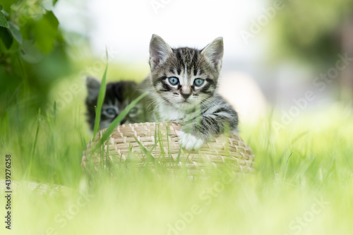 two funny grey kittens on the grass in a basket