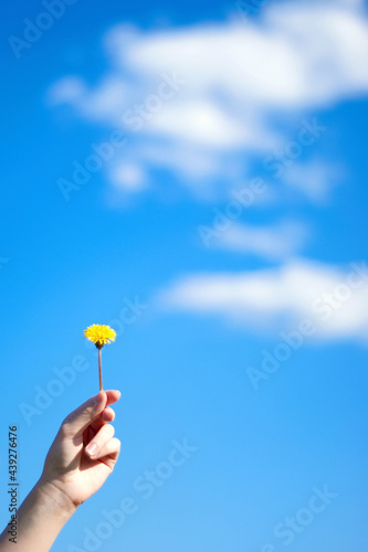 dandelion in a hand