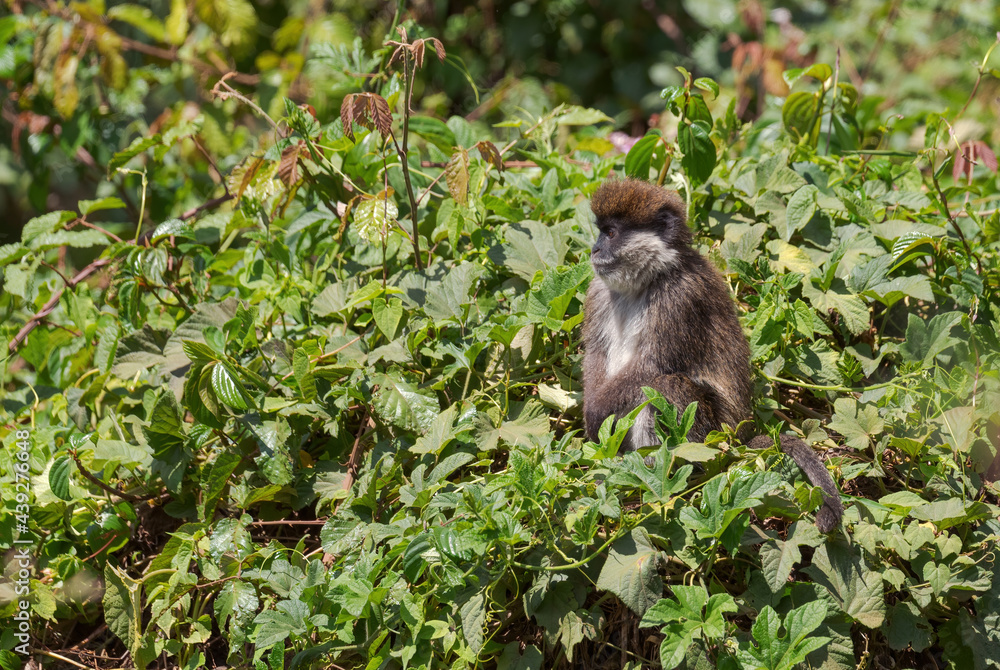 Bale Mountains Monkey - Chlorocebus djamdjamensis, endemic endangered primate from Bale mountains and Harrena forest, Ethiopia.
