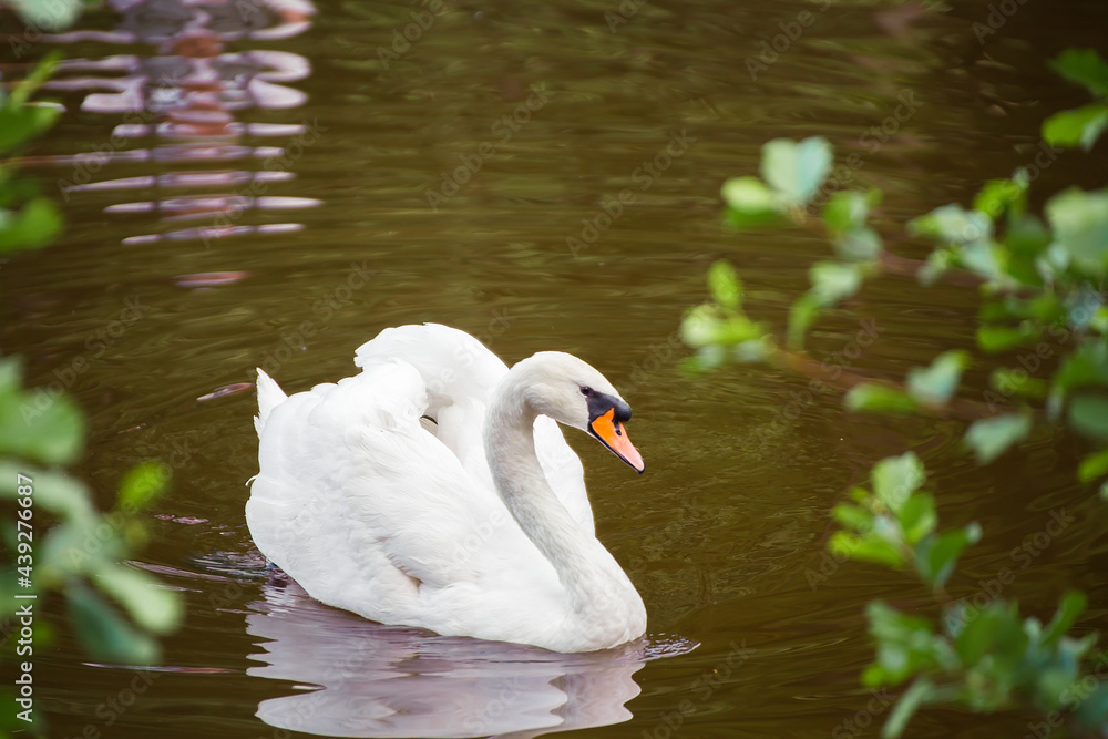 Close-up of a white swan swimming near the shore and looking at us. Natural photography with wild birds. Beauty in nature. Warm spring day Close-up of a white swan swimming near the shore and looking at us. Natural photography with wild birds. Beauty in nature. Warm spring day