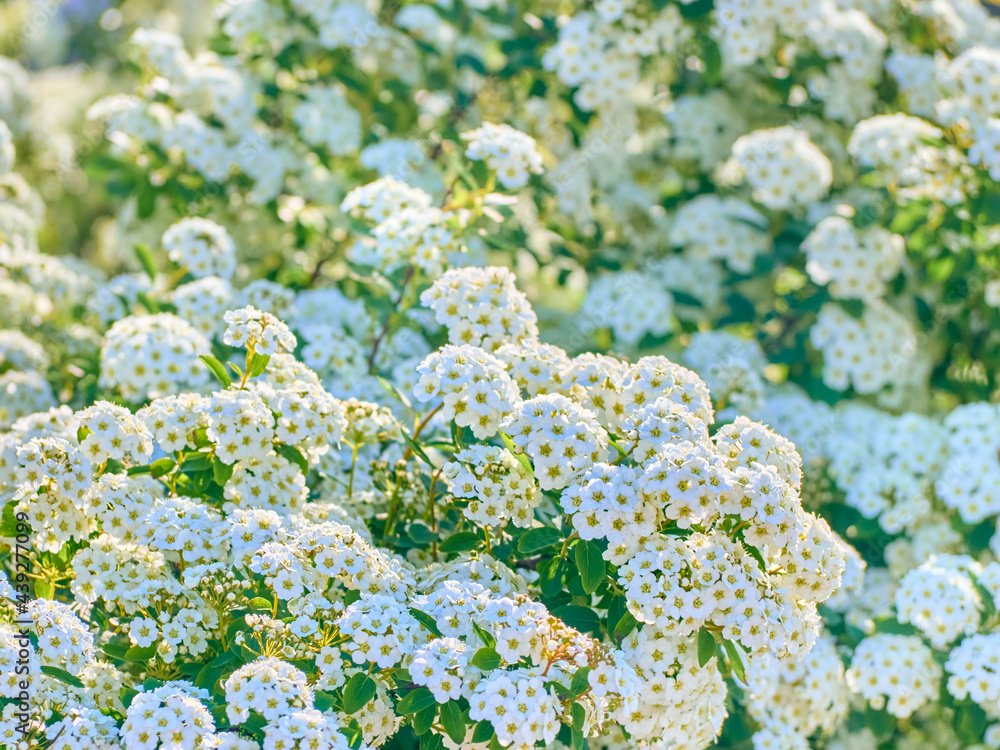 Small white flowers on a green background close-up. Small white flowers on a green background close-up.
