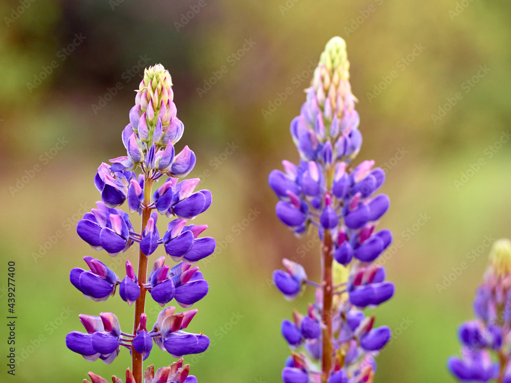 Lupin flowers blooms in the field. Lupin flowers blooms in the field.