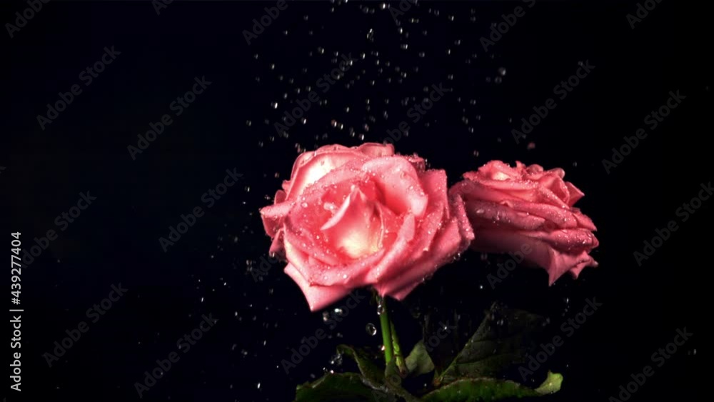 Super slow motion on the rose flowers drops the water with splashes. Filmed at 1000 fps.On a black background. Super slow motion on the rose flowers drops the water with splashes. Filmed at 1000 fps.On a black background.