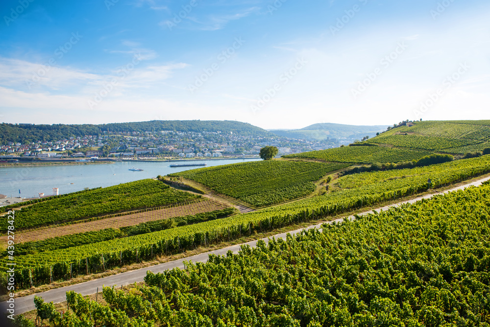 Famous Rheingau vineyards region in late summer in Germany, green hills on sunny day. Famous vineyard region near Mosel and Rhine in Germany. Making of delicious red wine.