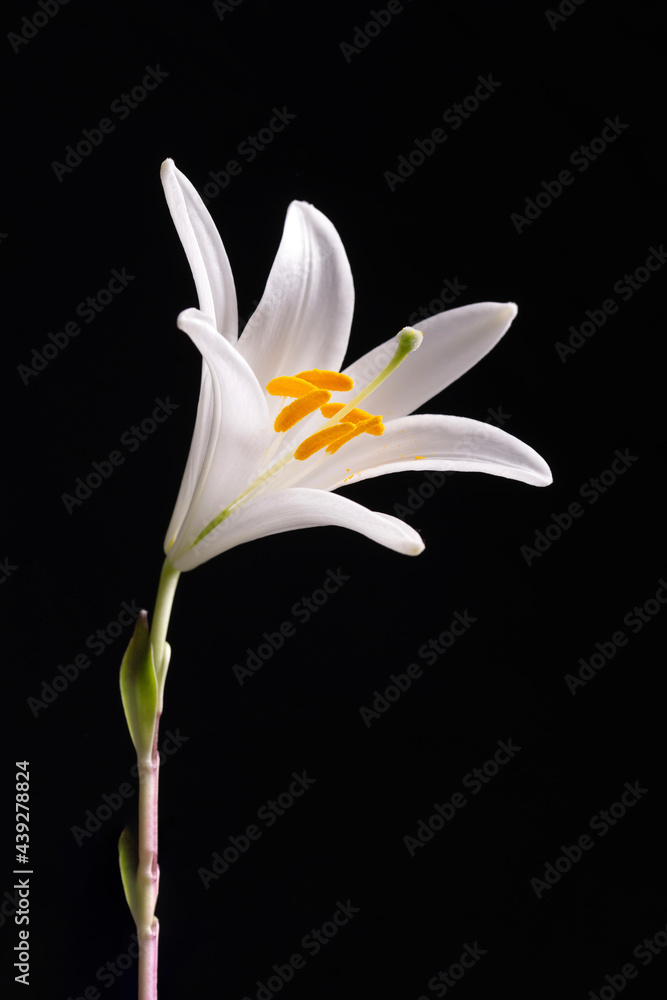 white lily white lily