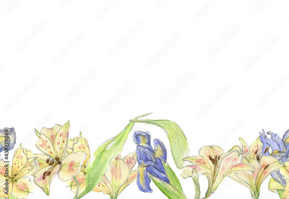 Obraz premium Decorative seamless stripe of watercolor pastel yellow and blue iris flower, green leaves drawn by hand. Illustration in sketch style on a white background.