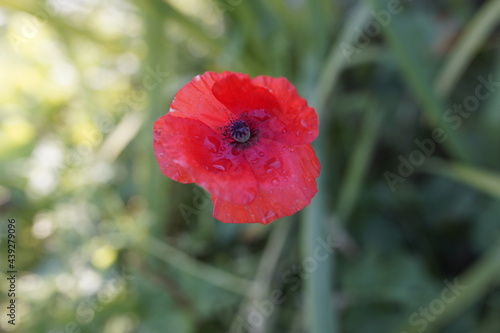 red poppy flower