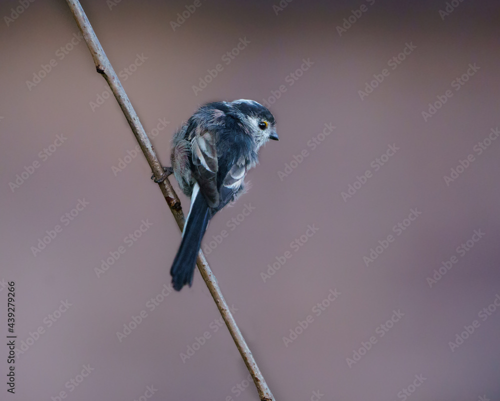 Obraz premium A long-tailed Tit