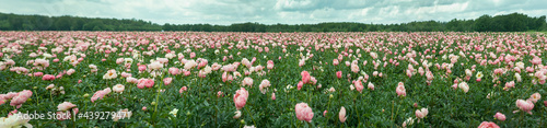 Field of peony roses. Paeoniaceae. Uffelte Drente Netherlands. Panorama.