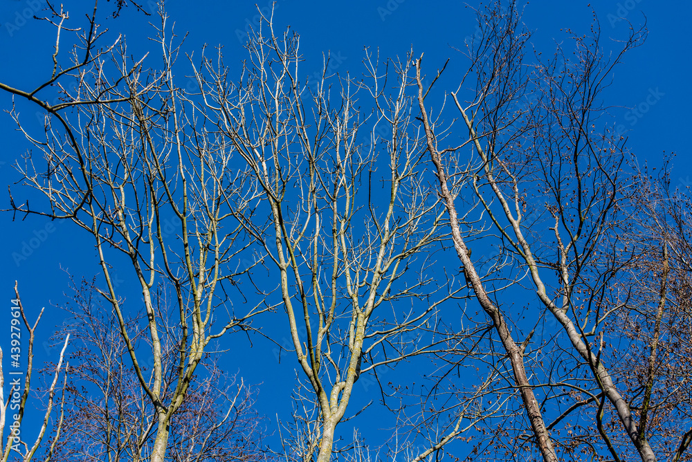 Baumwipfel im Herbst ohne Blätter vor blauem Himmelo Baumwipfel im Herbst ohne Blätter vor blauem Himmelo